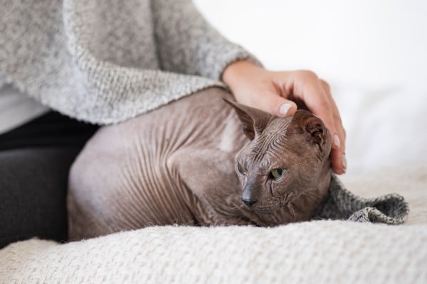 Evo kako bi trebalo da izgleda lečenje cistitisa kod mačaka