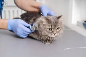 Kako se odvija lečenje cistitisa kod mačaka?