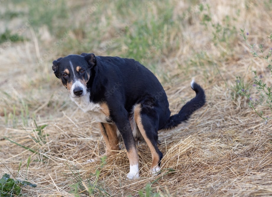 kolostrum pomaže ljubimcima sa probavom